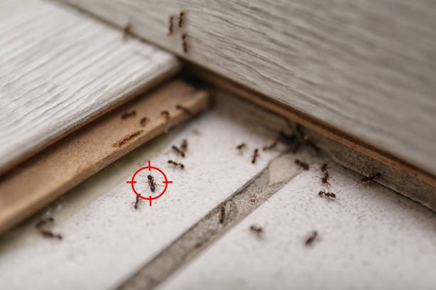 Spider Control Near Me in Watertown, SD
